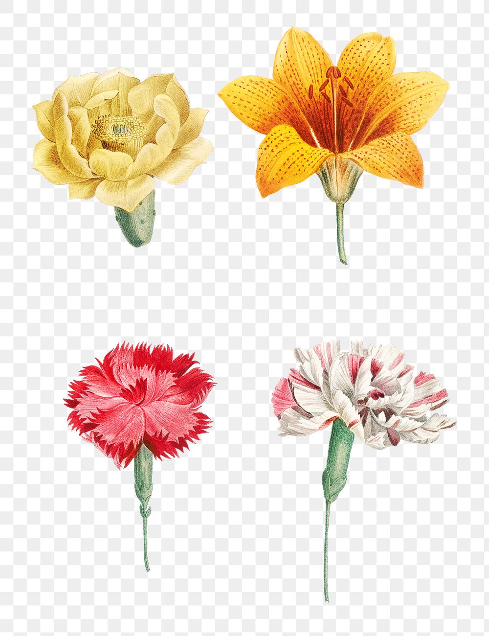 Vintage flowers set transparent png