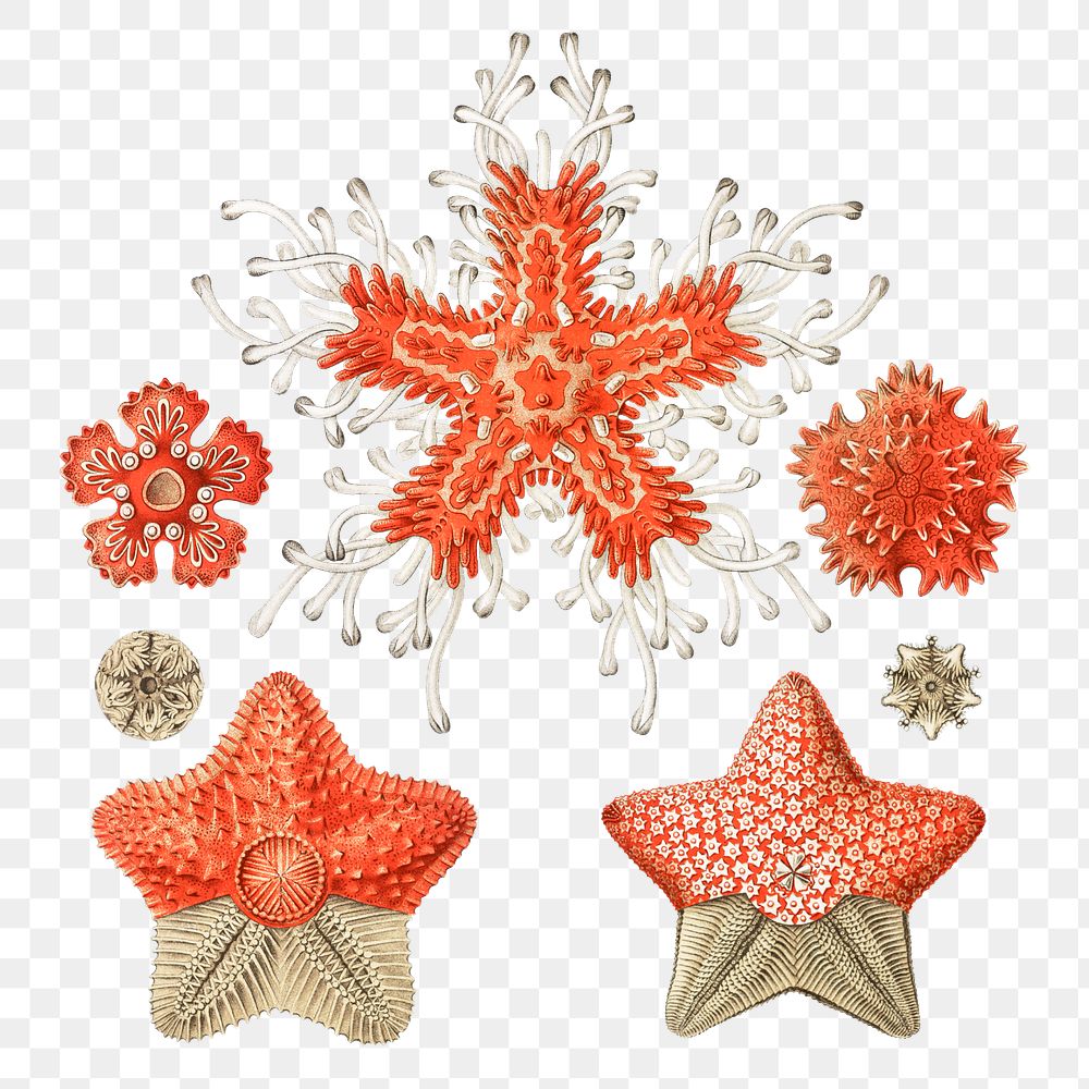 Vintage starfish marine life illustrations set transparent png