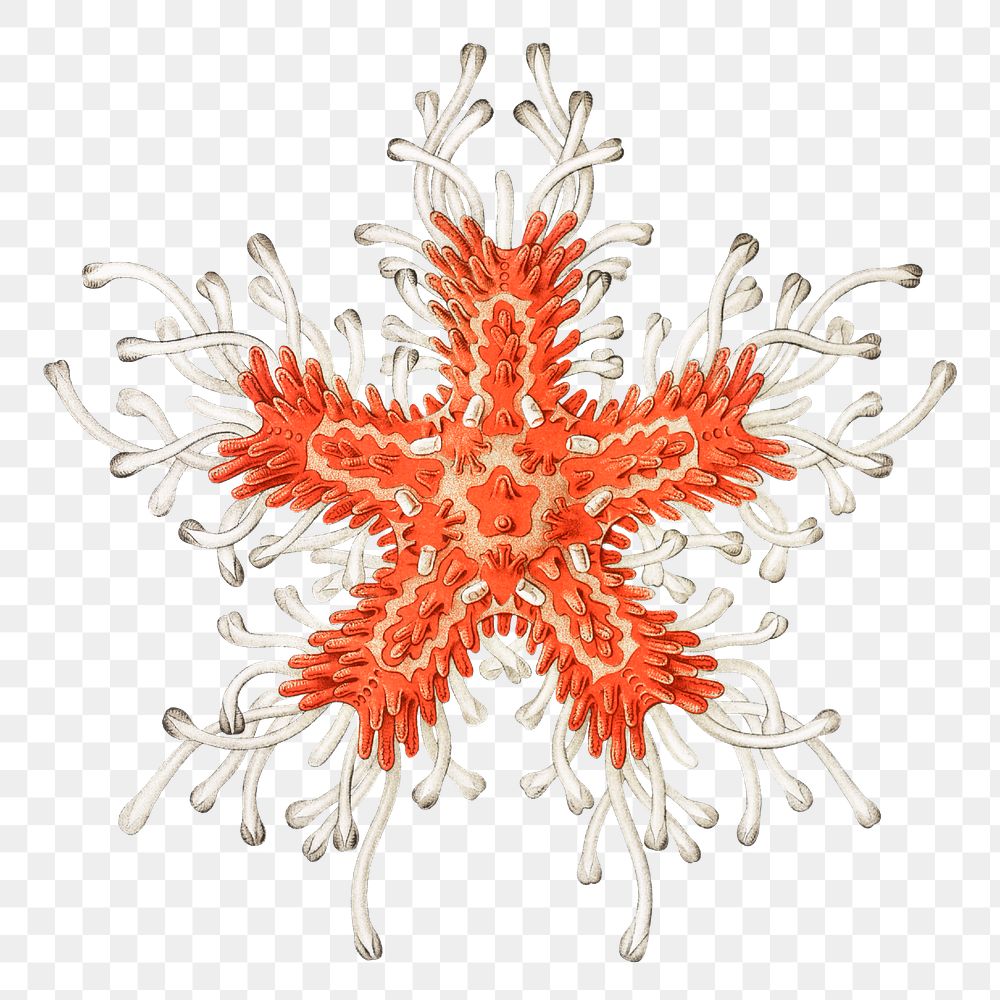 Vintage starfish illustration transparent png