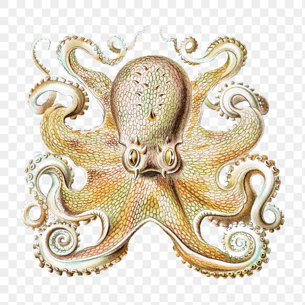 Vintage octopus illustration transparent png