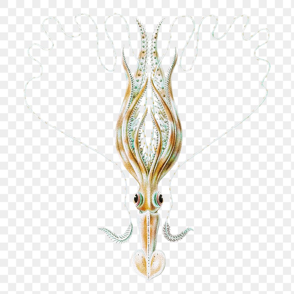 Vintage squid illustration transparent png