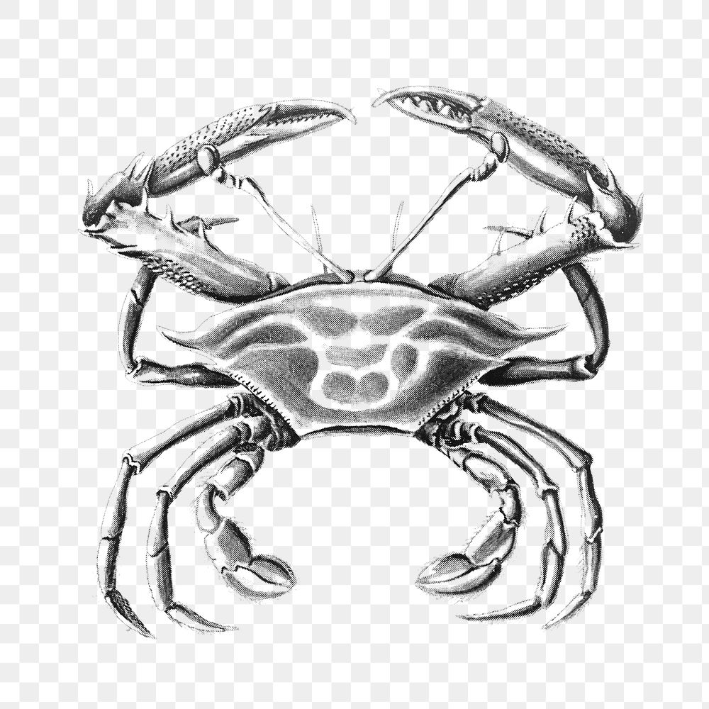 Vintage crab drawing transparent png
