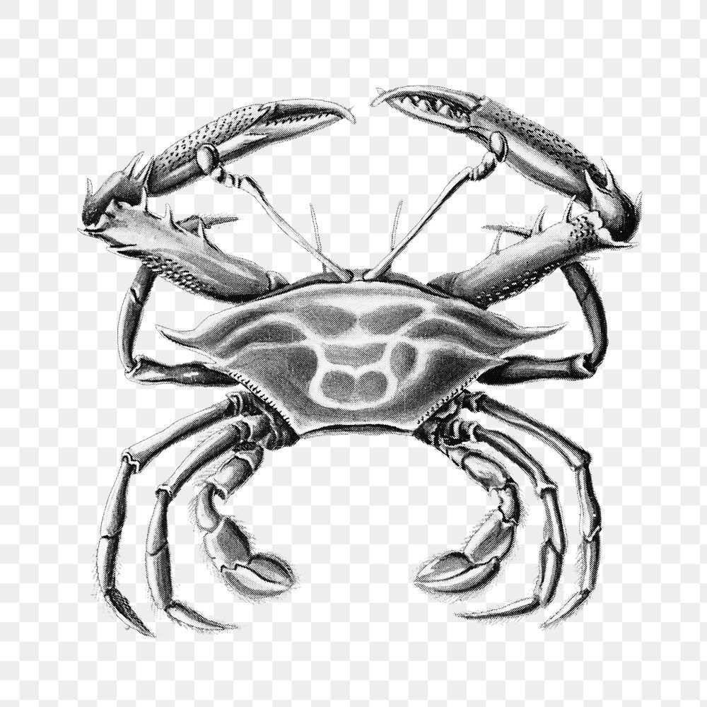 Vintage crab drawing transparent png