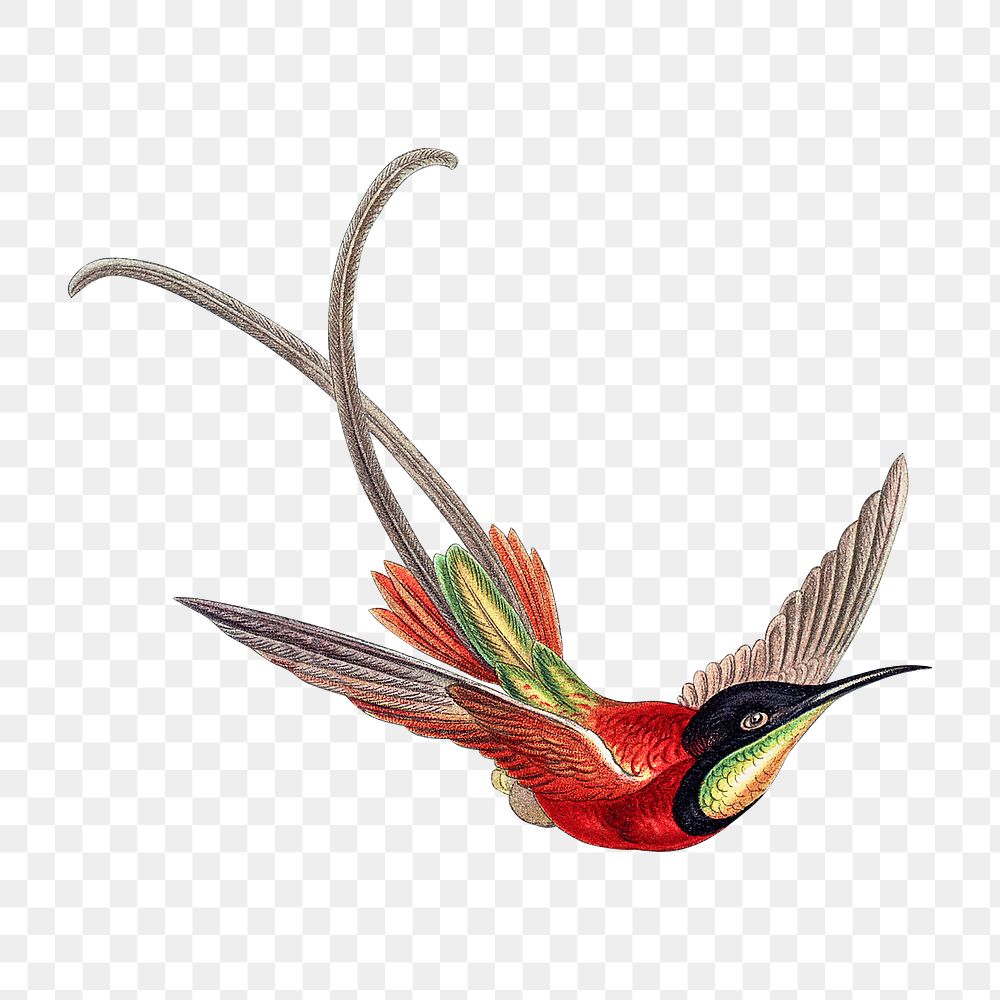 Colorful vintage hummingbird illustration transparent png