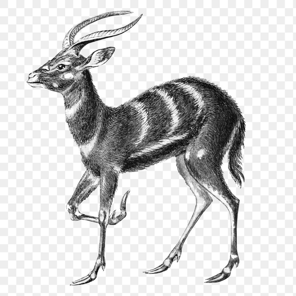 Vintage antelope drawing transparent png