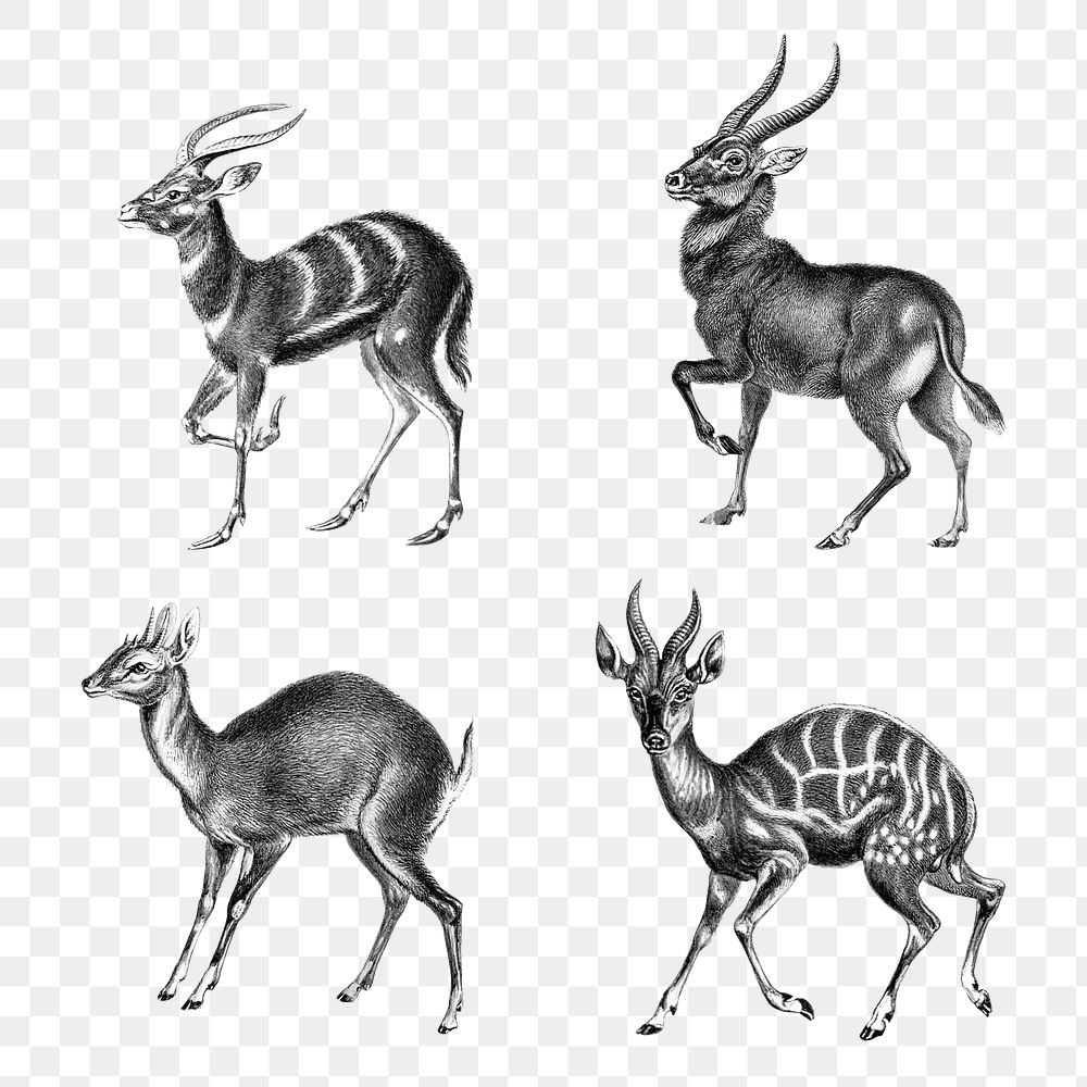 Vintage antelope illustrations set transparent png