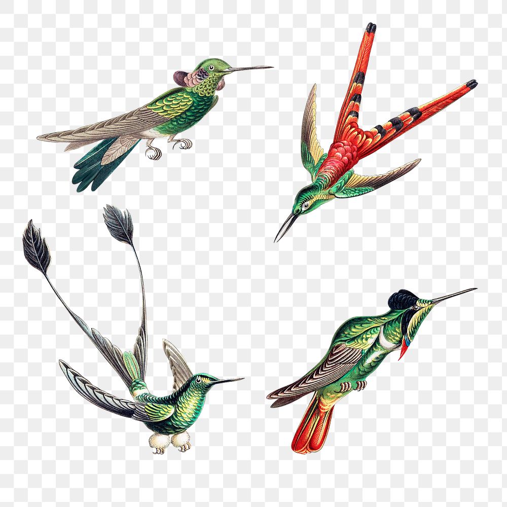 Vintage hummingbird illustrations set transparent png