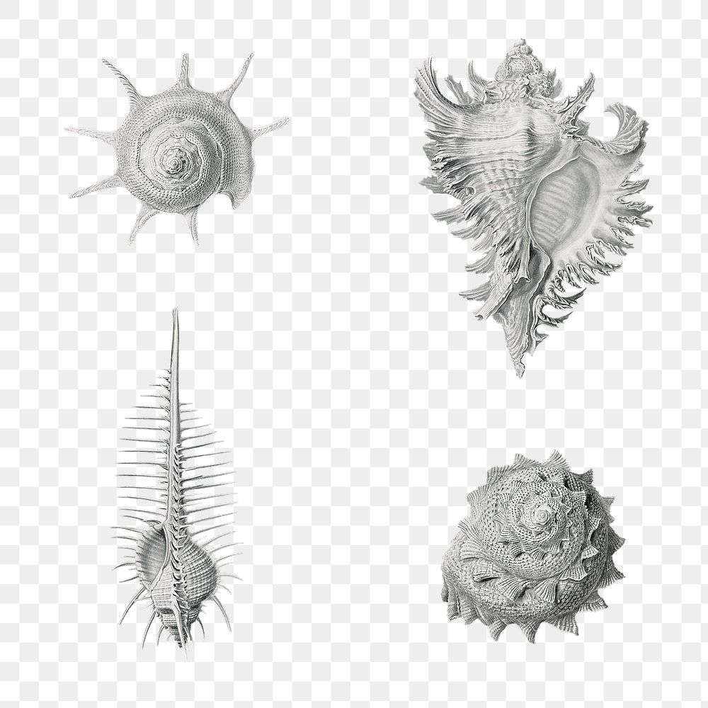 Vintage shells marine life illustrations set transparent png