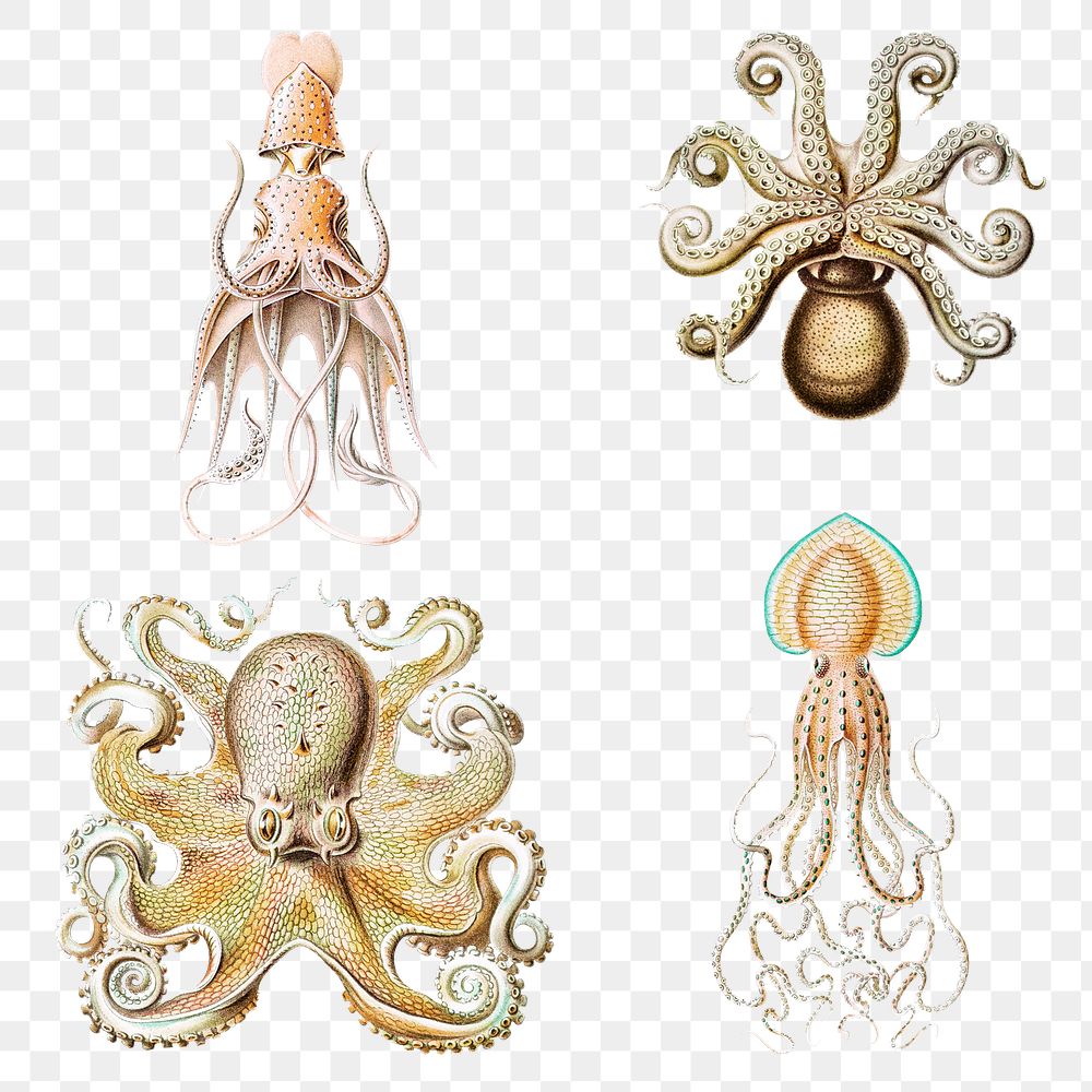 Vintage octopus marine life illustrations set transparent png