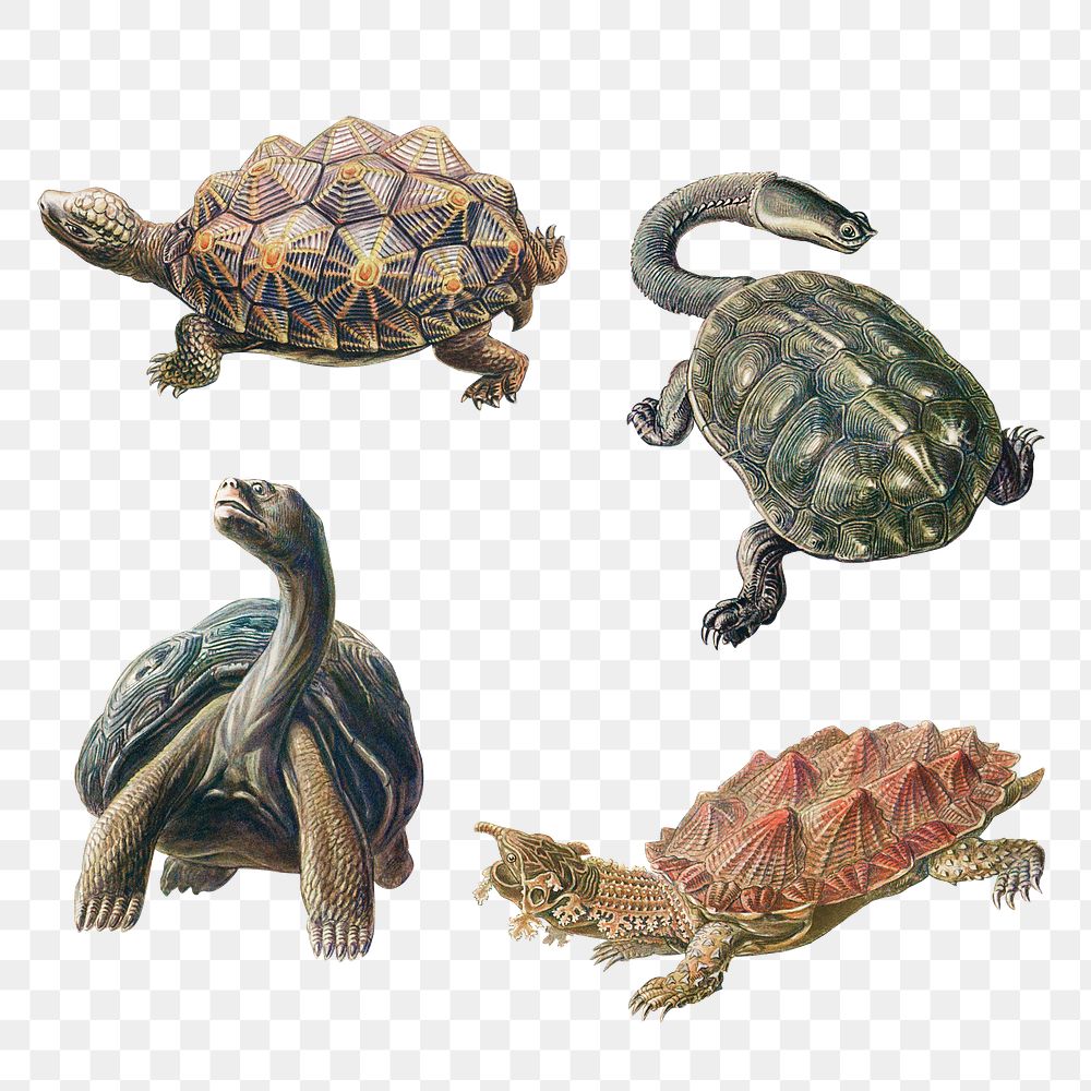 Vintage turtle illustrations set transparent png