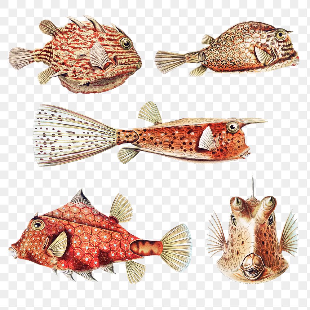 Vintage fishmarine life illustrations set transparent png