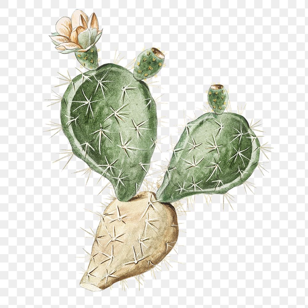 Indian Fig, Semaphore Prickly Pear transparent png