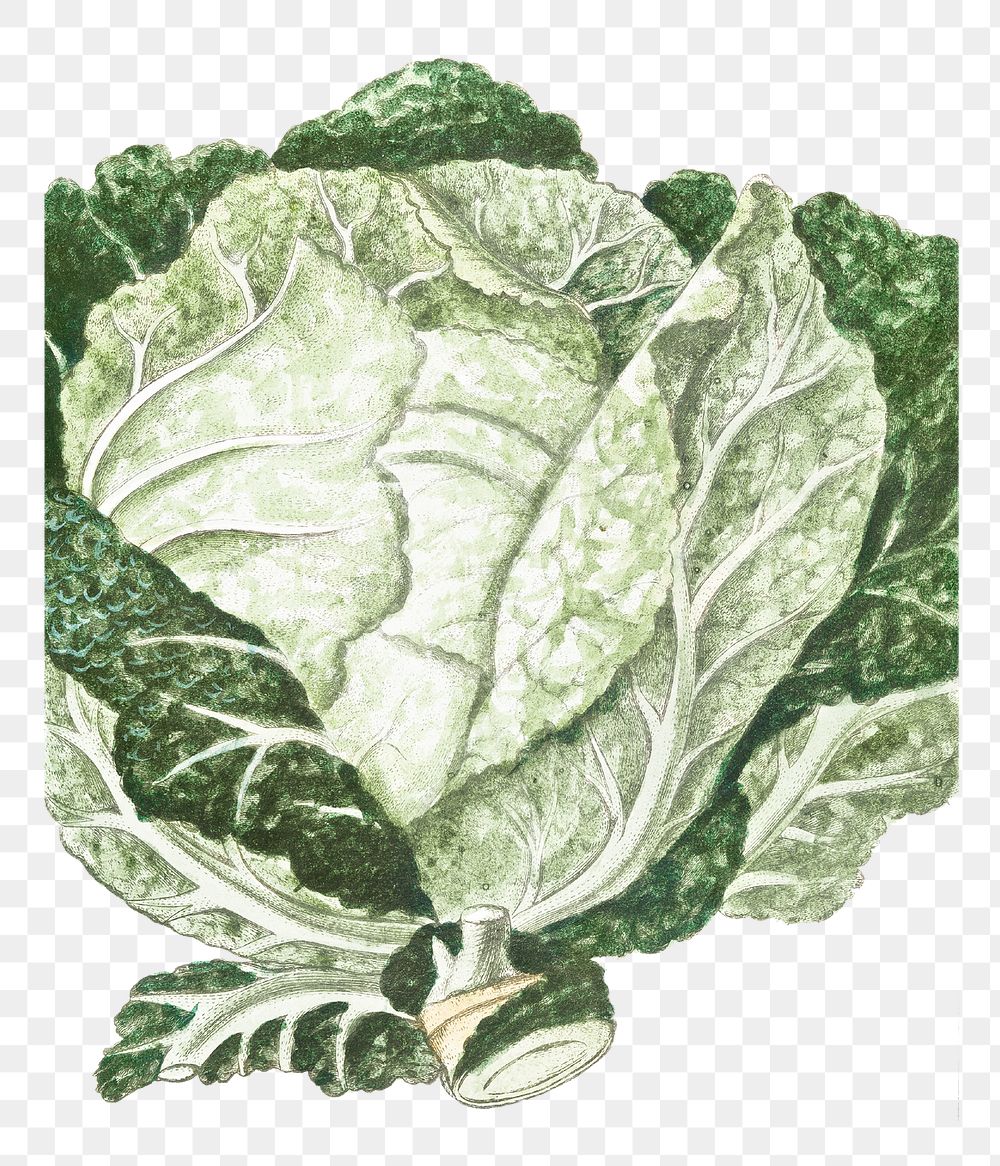 Green Cabbage transparent png