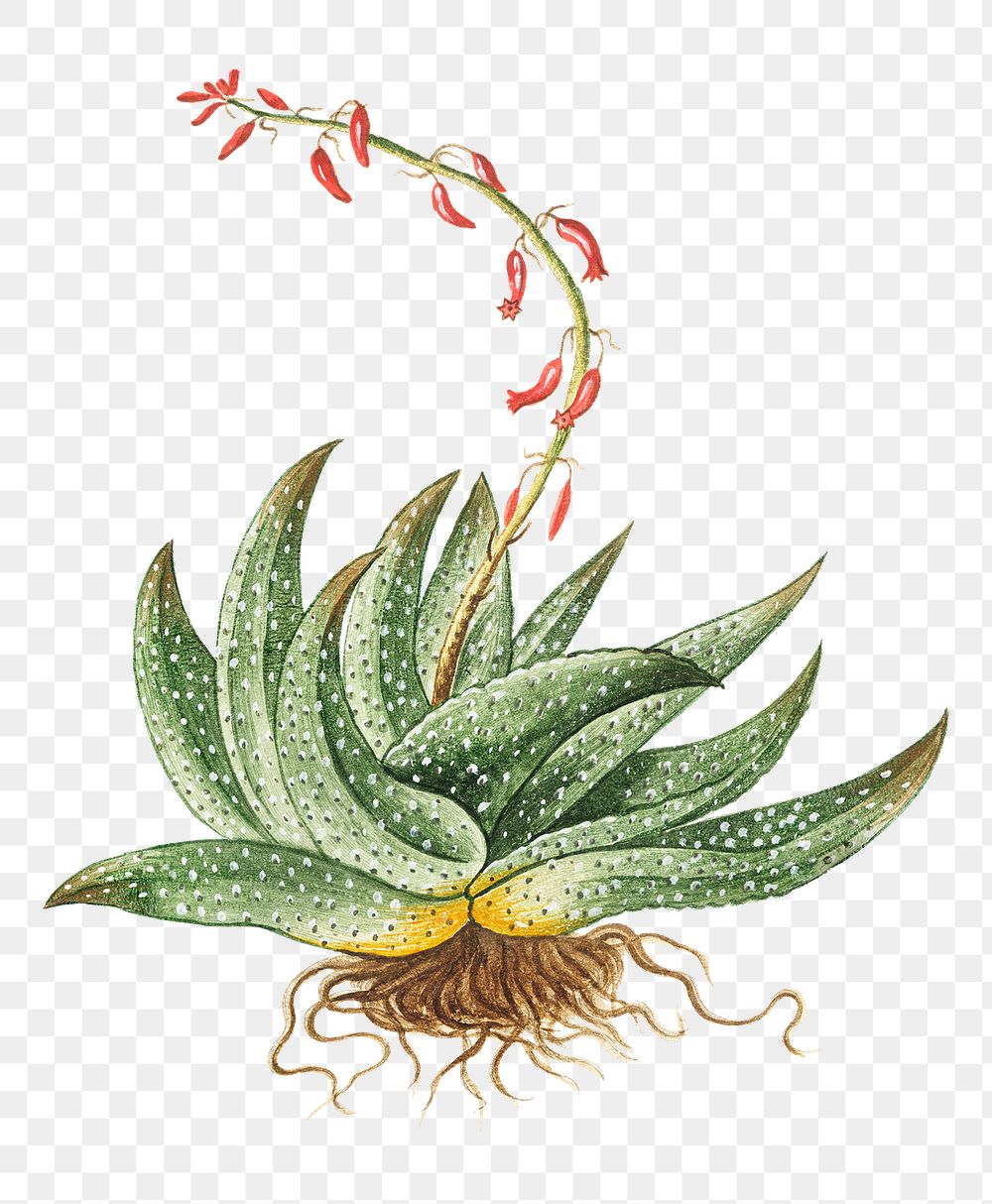 Spineless African Aloe transparent png