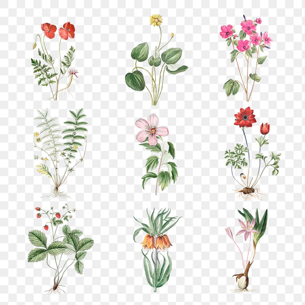 Set of blooming flowers transparent png