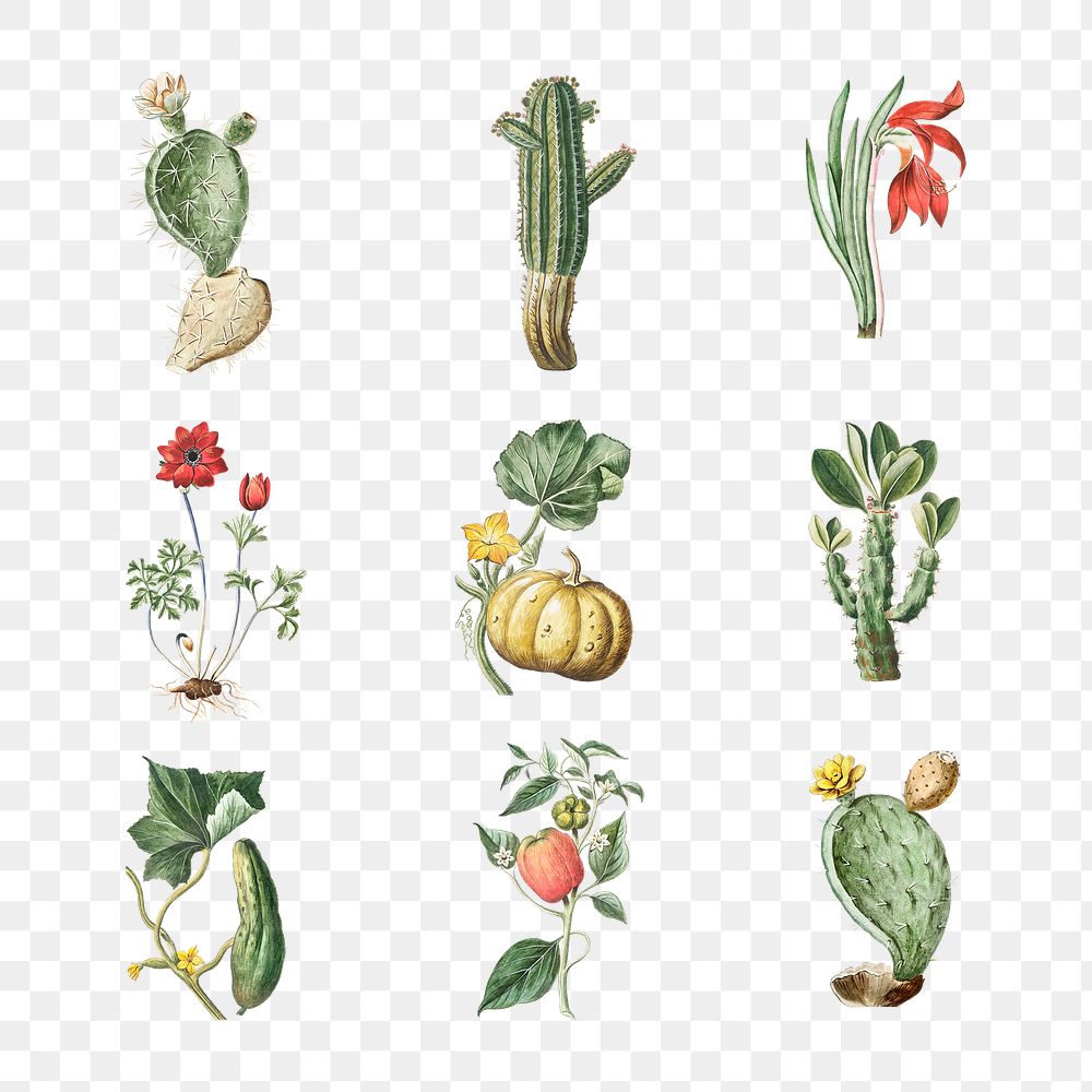 Set of blooming flowers and cactus transparent png