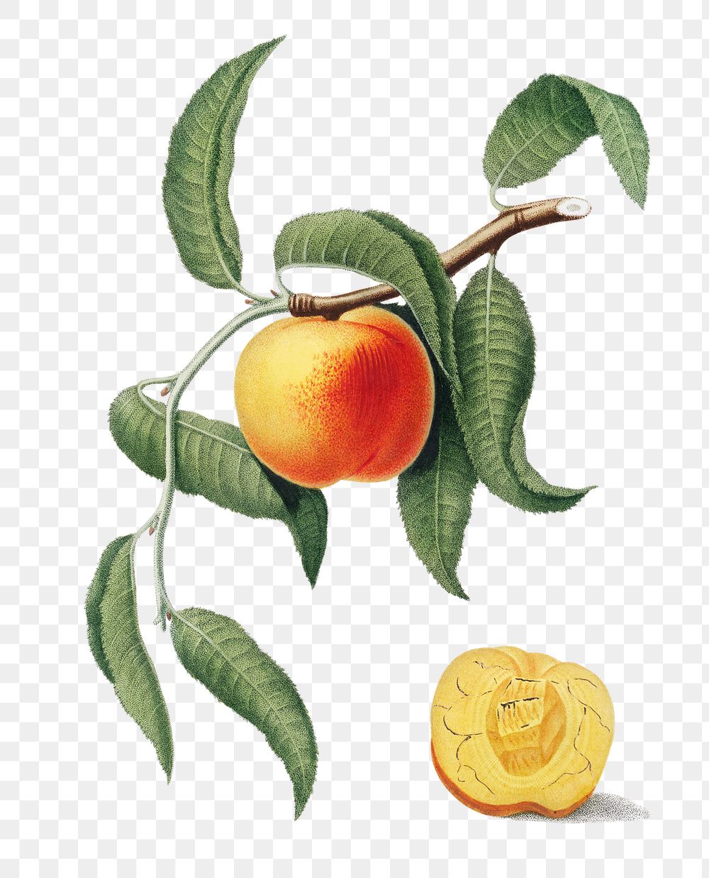 Hand drawn peach fruit design element