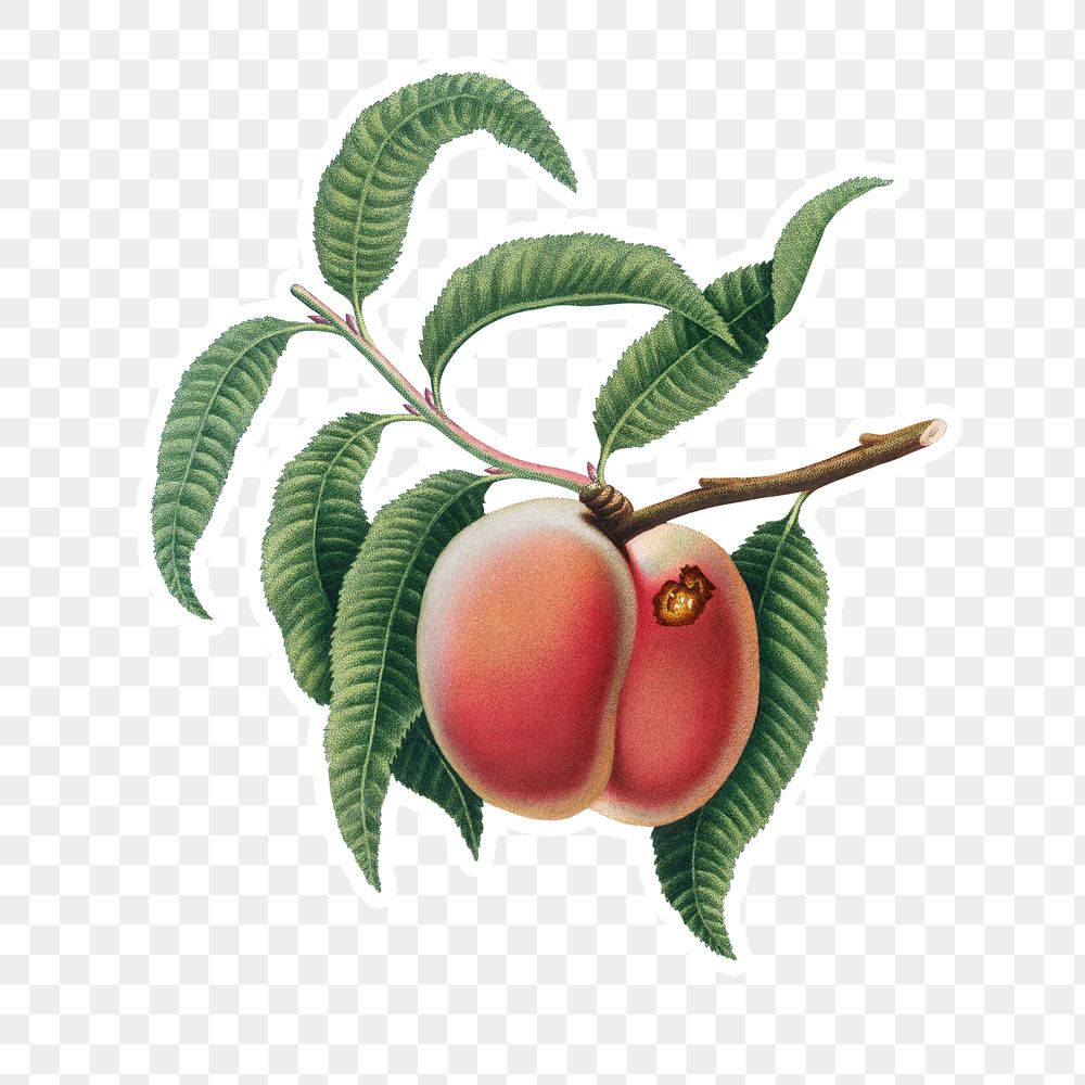 Hand drawn peach fruit sticker design element