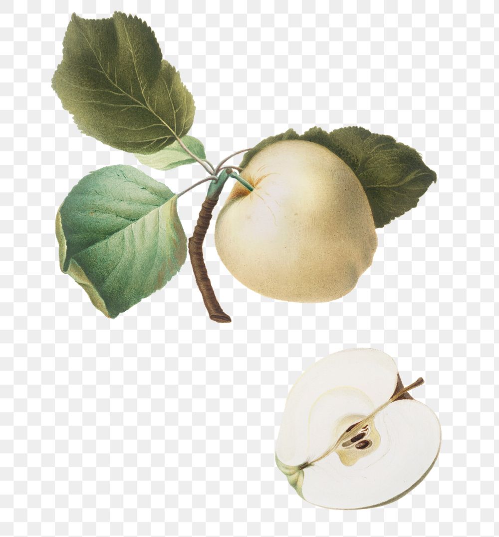 Hand drawn White Astrachan apple fruit design element