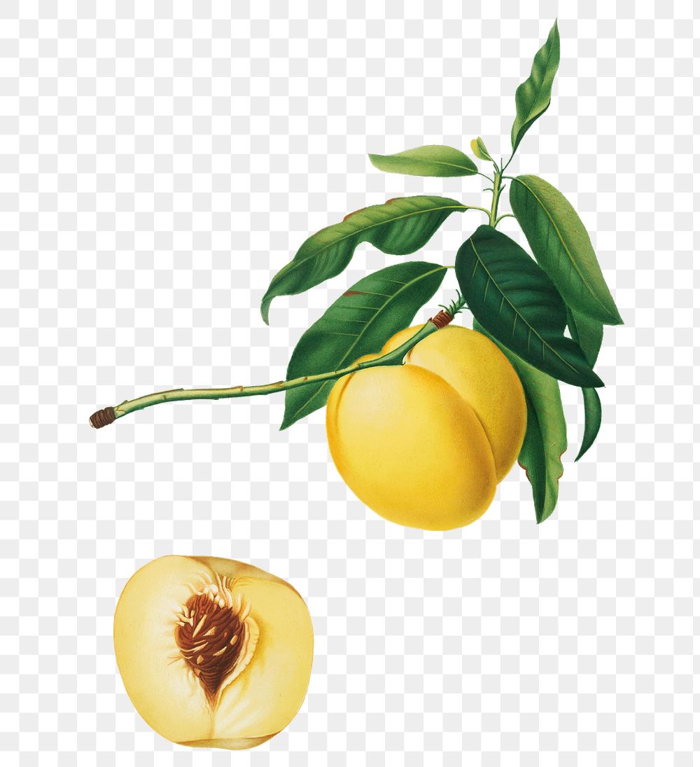 Hand drawn yellow apricot fruit design element