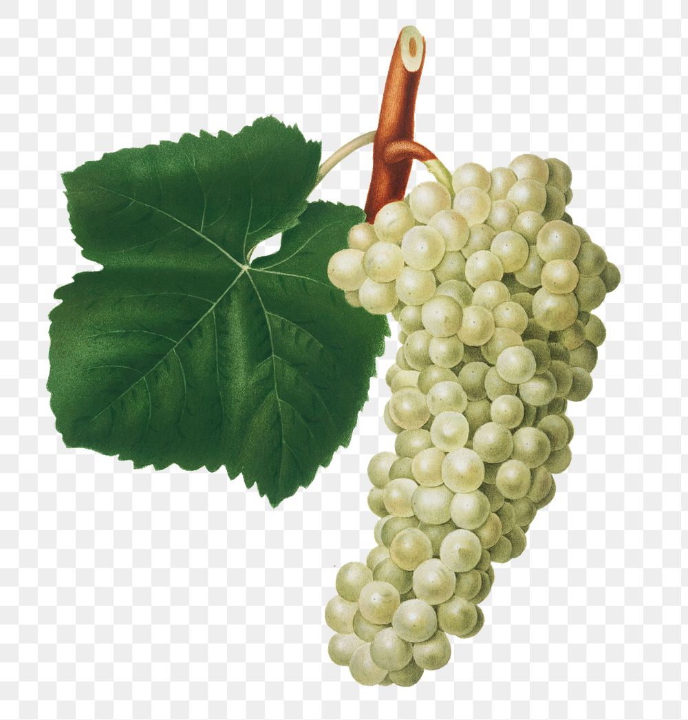 Hand drawn bunch of white grapes design element