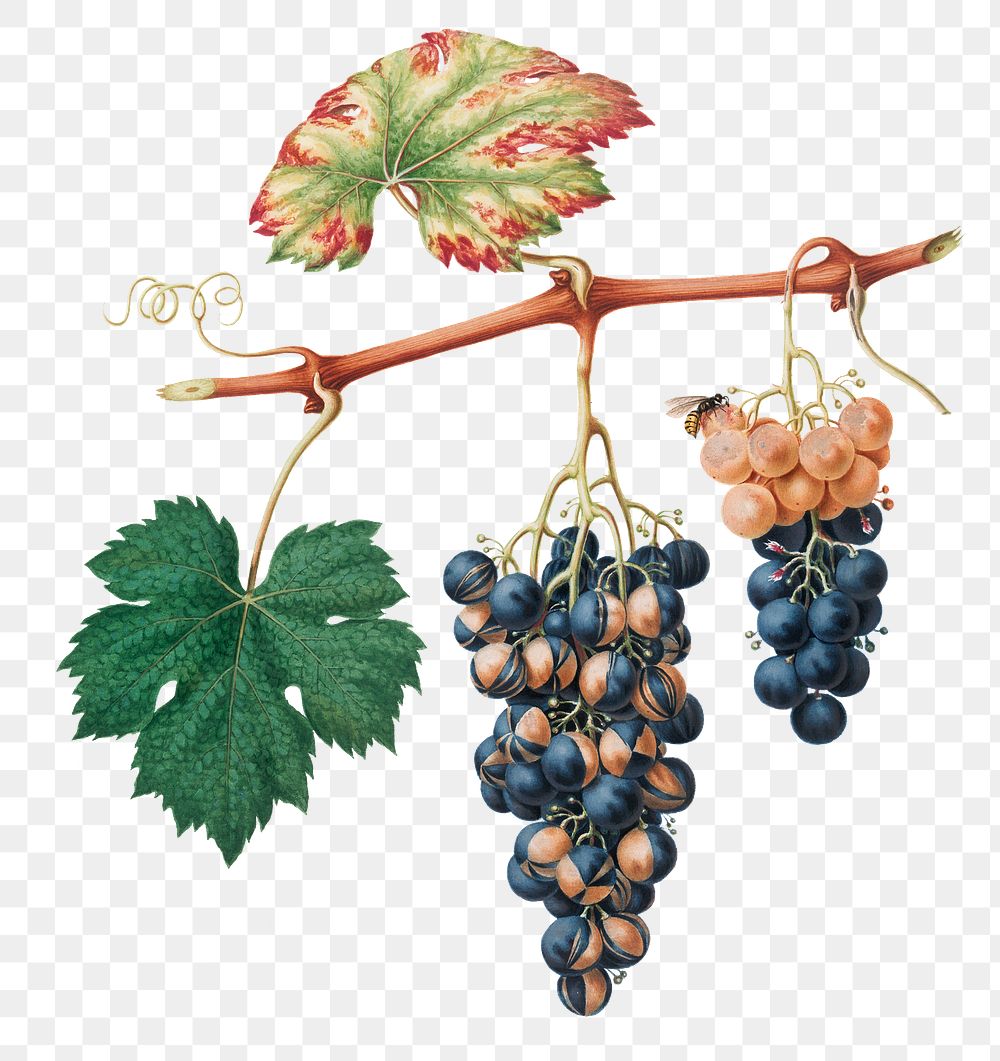 Hand drawn bunch of Summer grapes design element