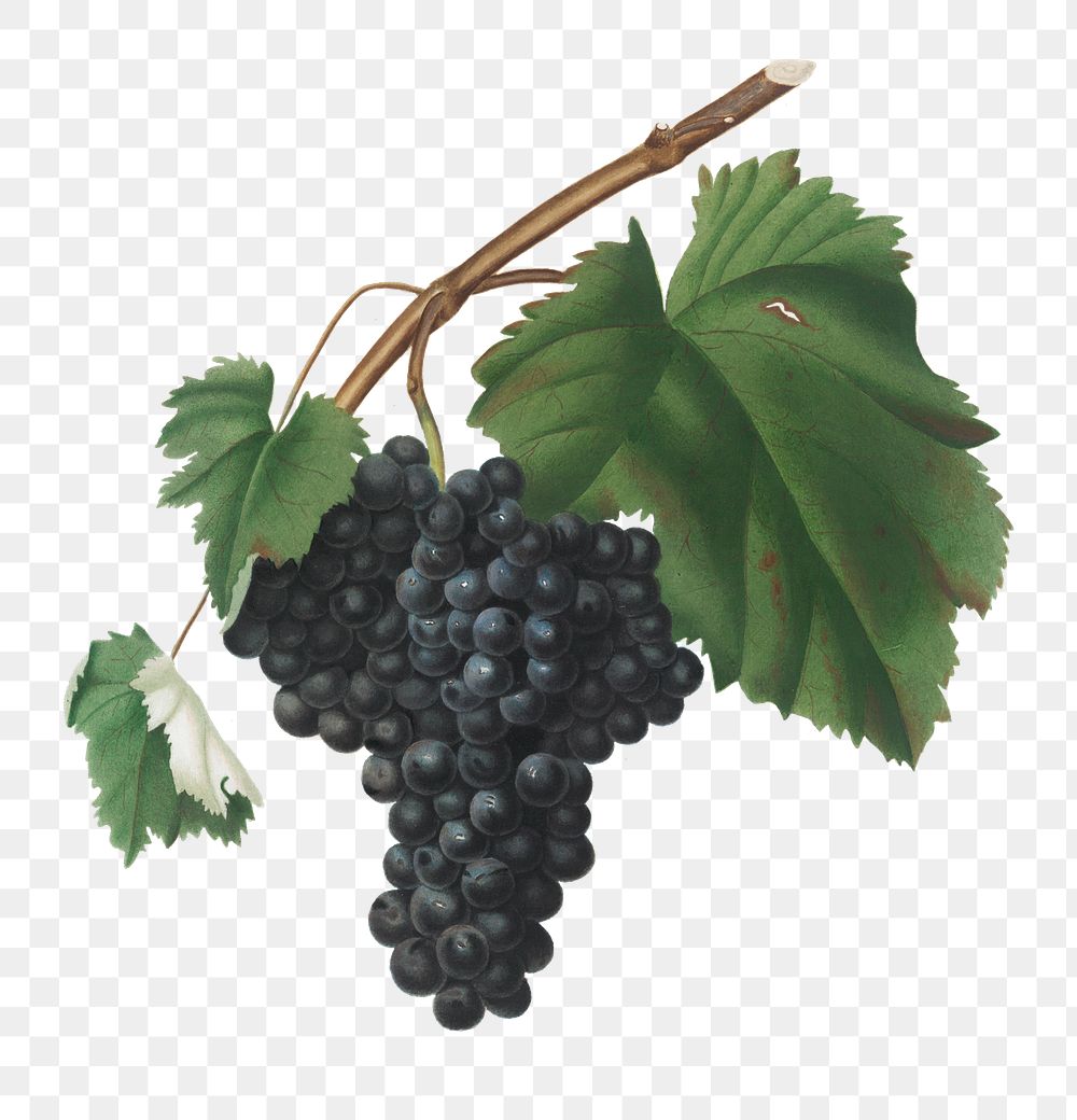 Hand drawn bunch of Canaiolo grapes design element