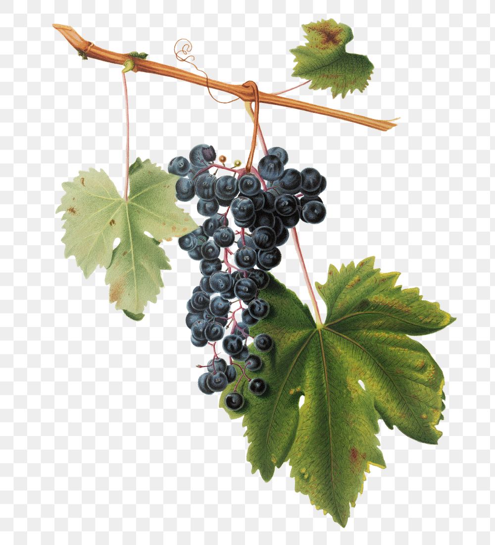 Hand drawn bunch of Colorino wine grapes design element
