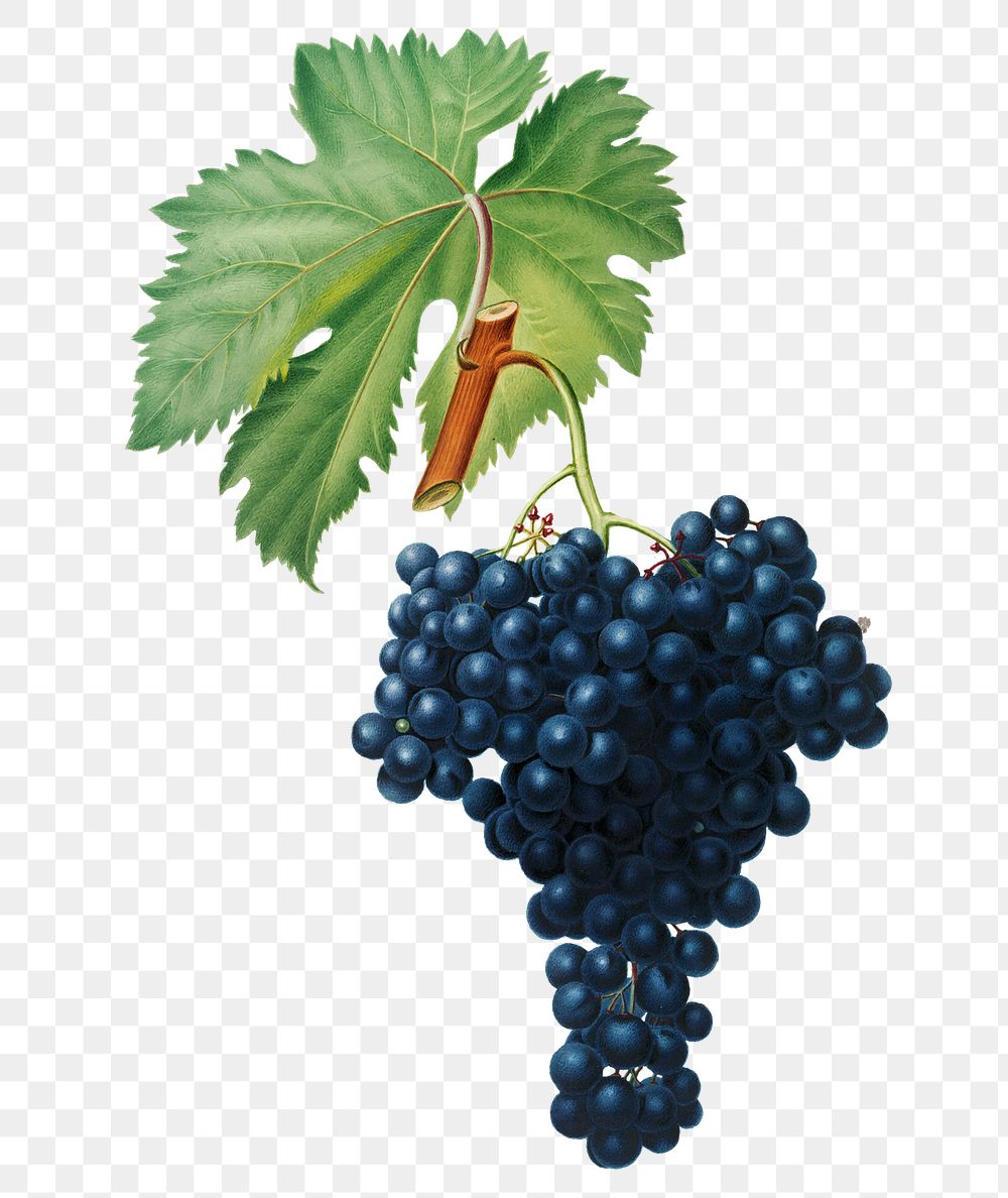 Hand drawn bunch of Fuella red wine grapes design element