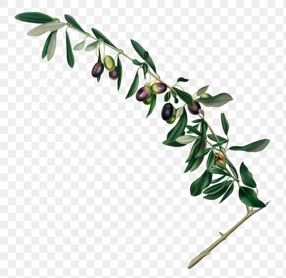 Hand drawn olives design element