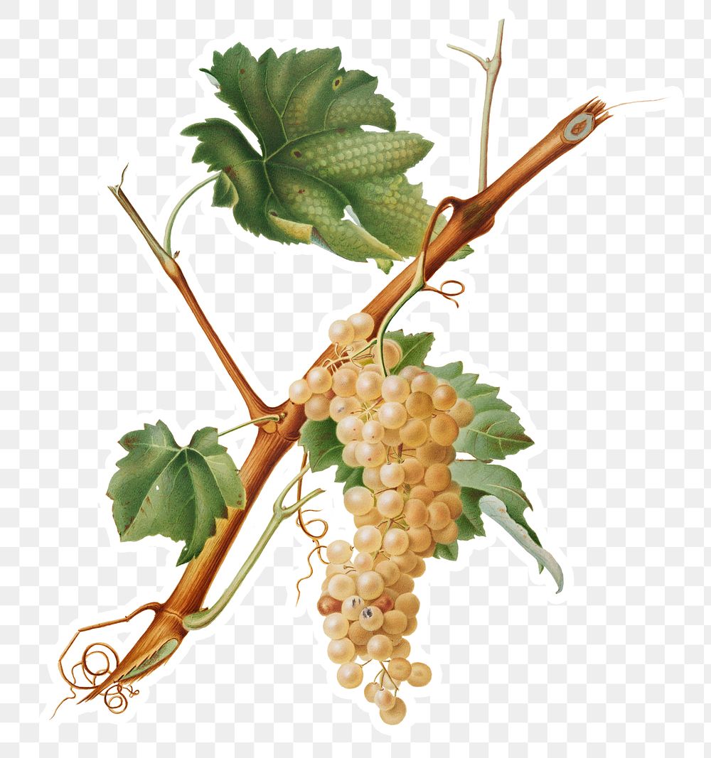 Hand drawn bunch of Vermentino wine grapes sticker design element