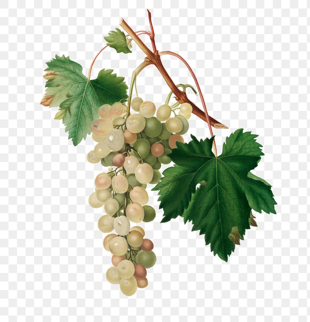 Hand drawn bunch of Muscat grape (Vitis vinifera Moscata) from Pomona Italiana (1817 - 1839) by Giorgio Gallesio (1772…