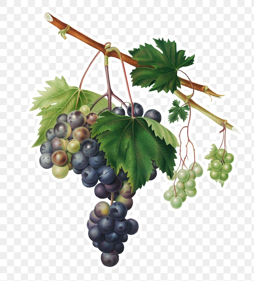 Hand drawn bunch of black and green grapes sticker design element