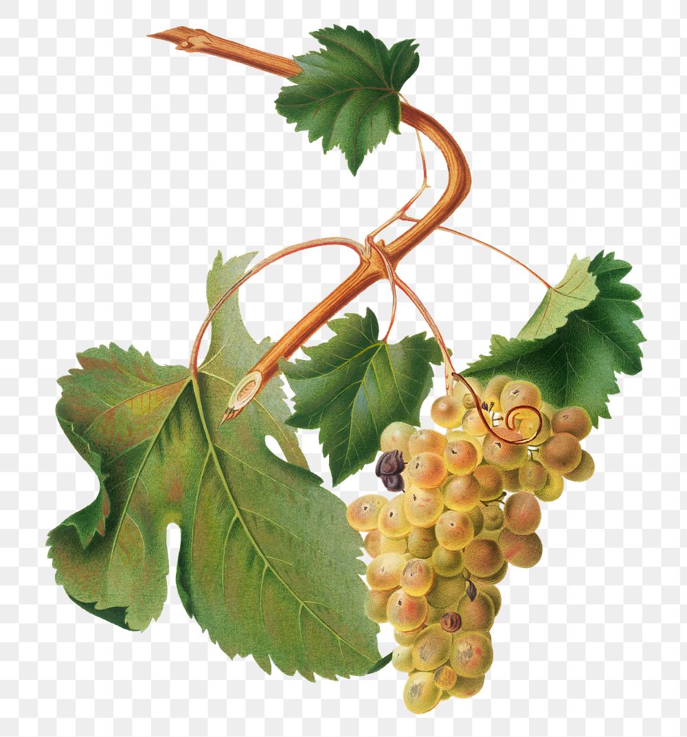 Hand drawn bunch of Vermentino wine grapes design element