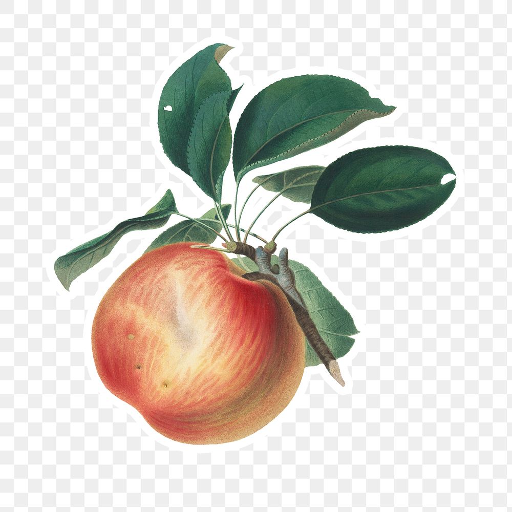 Hand drawn apple fruit sticker design element