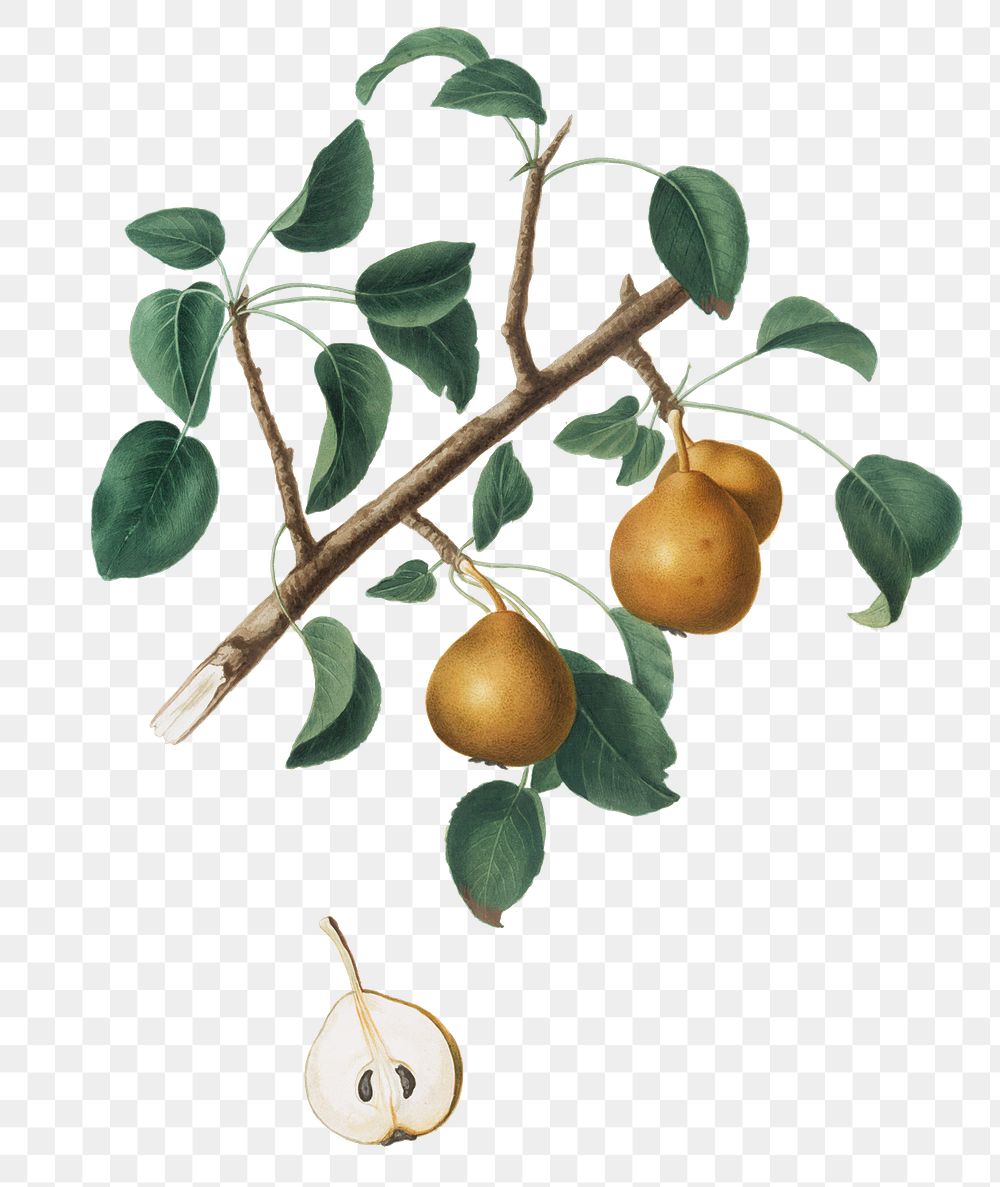 Hand drawn seckel pear fruit design element