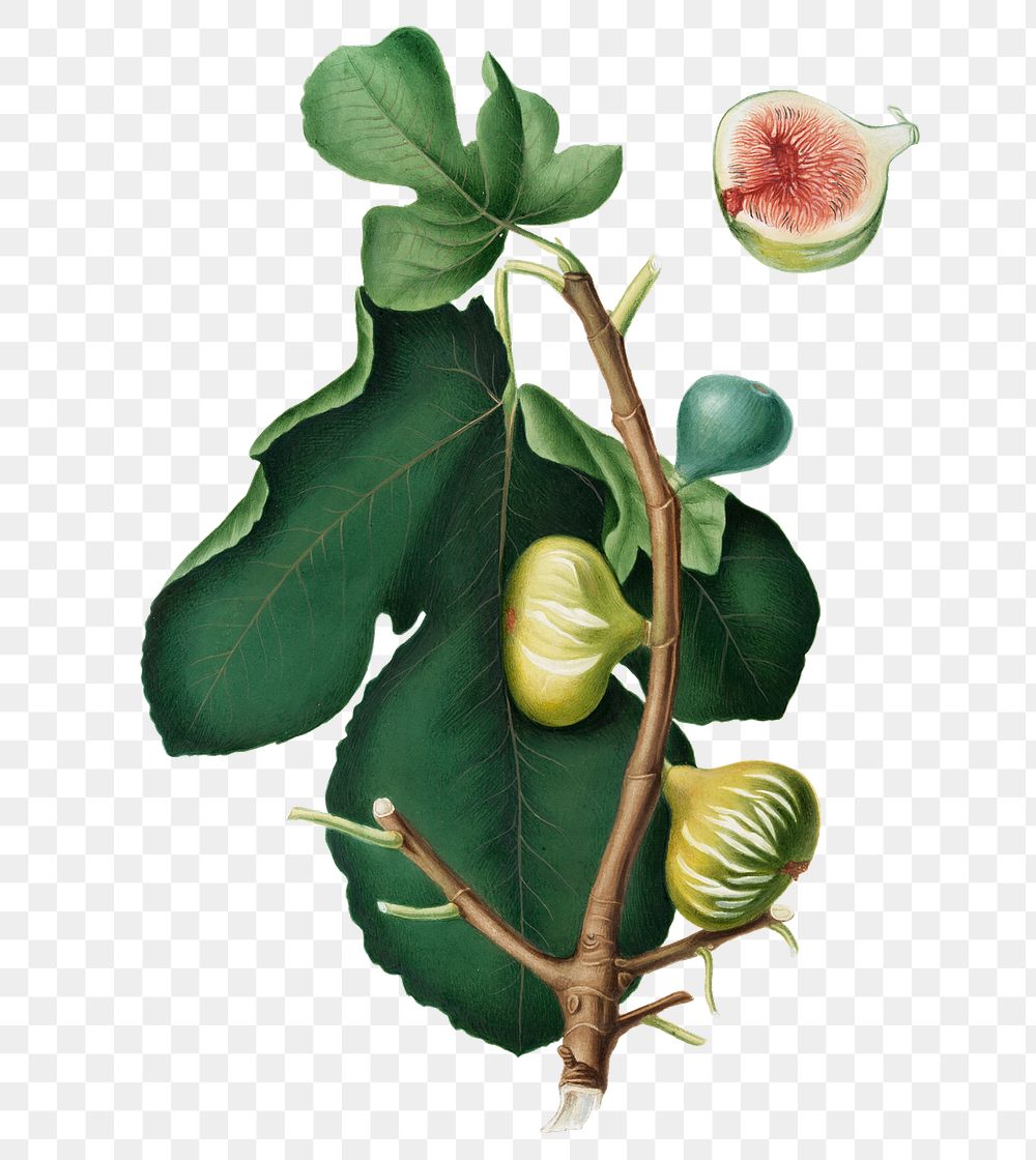 Hand drawn white-peel fig fruit design element
