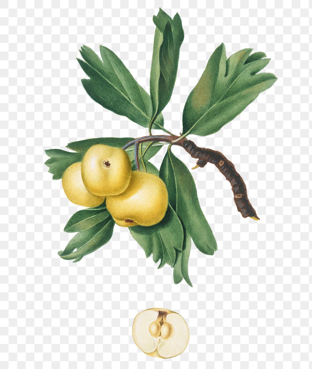 Hand drawn Hawthorn apple fruit design element