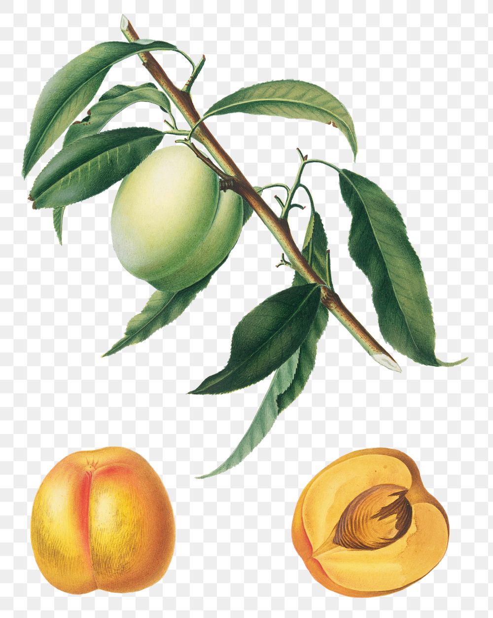 Hand drawn apricot fruit design element