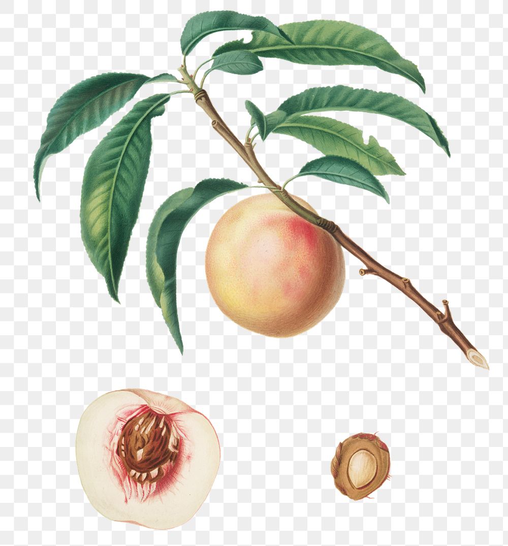 Hand drawn peach fruit design element