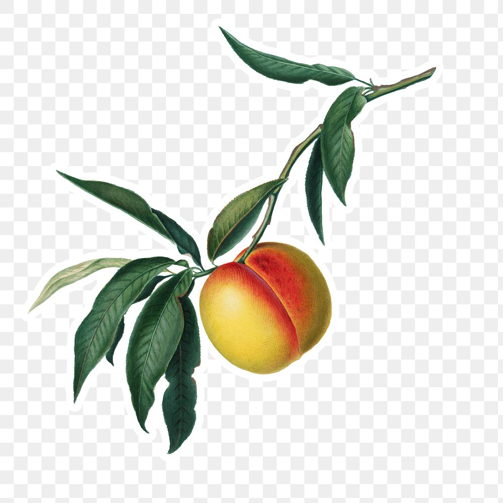 Hand drawn peach fruit sticker design element