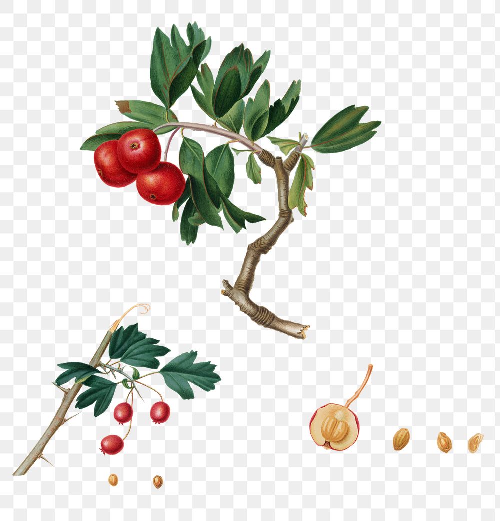 Handd rawn red thorn-apple fruit design element