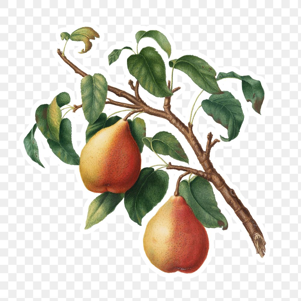 Hand drawn wild pear fruit sticker design element