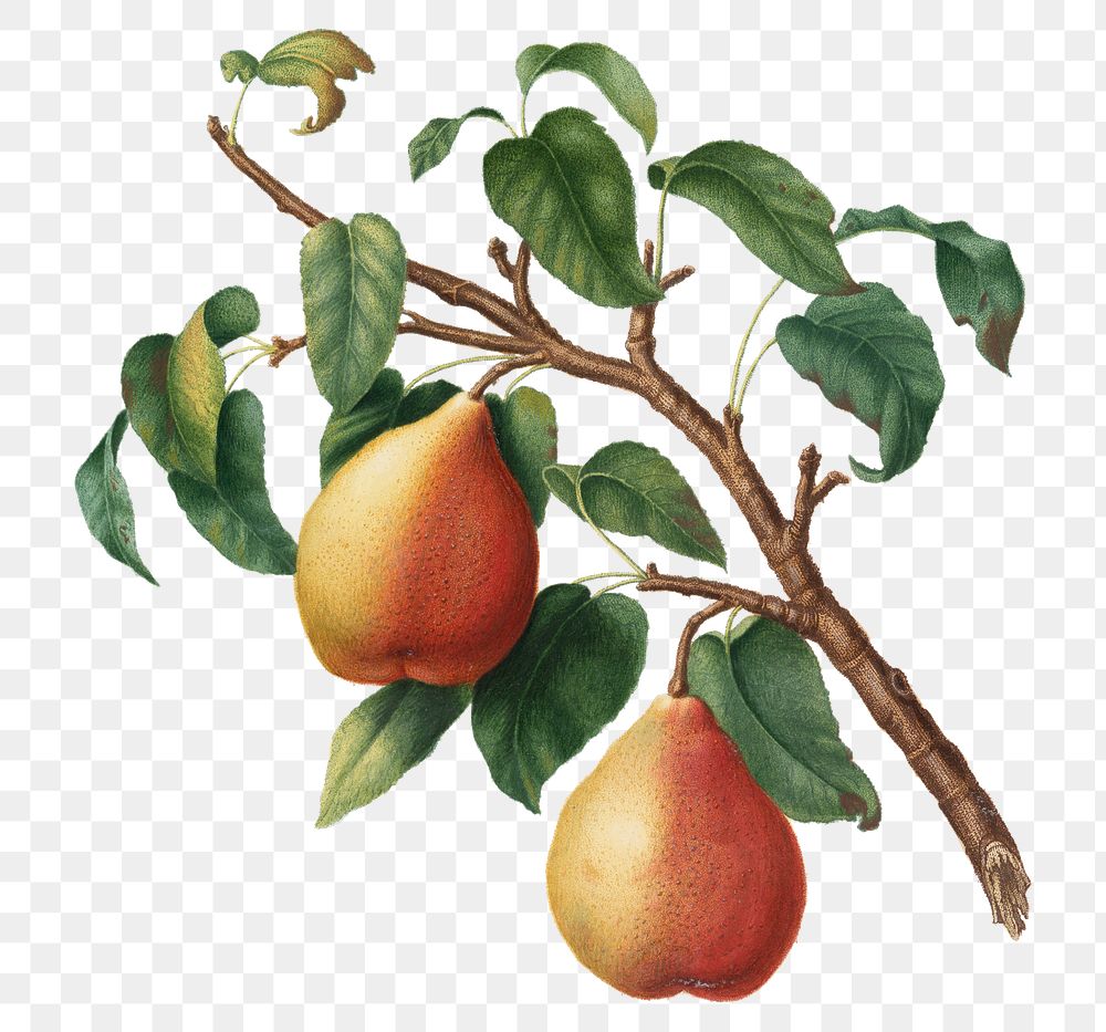 Hand drawn wild pear fruit design element