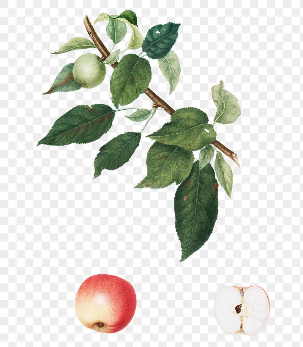 Hand drawn apple fruit design element