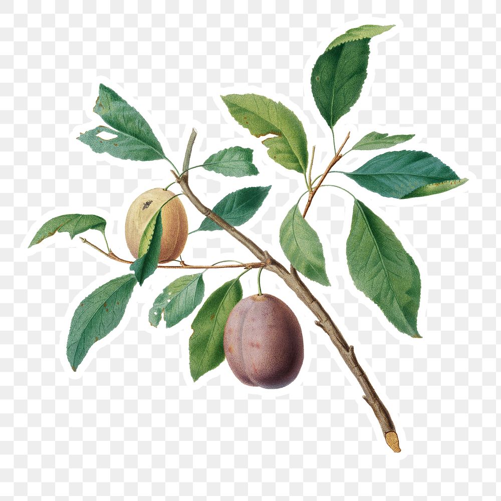 Hand drawn Spanish plums fruit Free PNG Sticker rawpixel