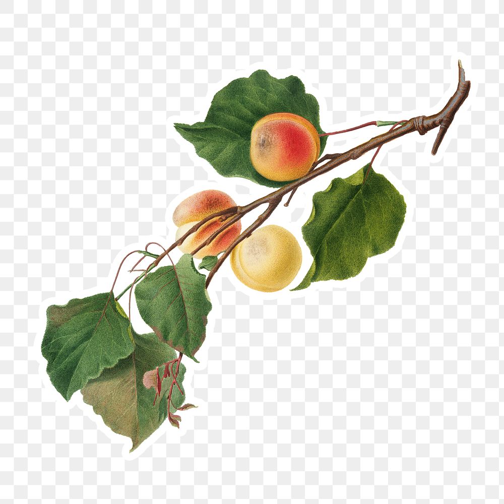 Hand drawn apricot fruit sticker design element