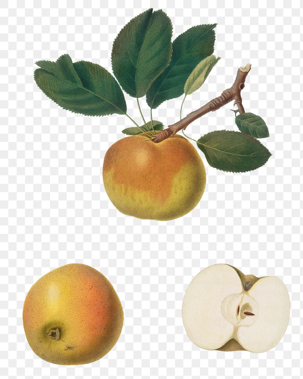 Hand drawn apple fruit design element