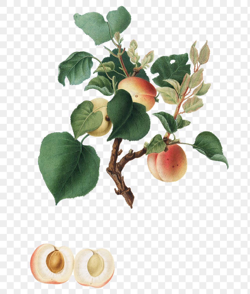 Hand drawn apricot fruit design element