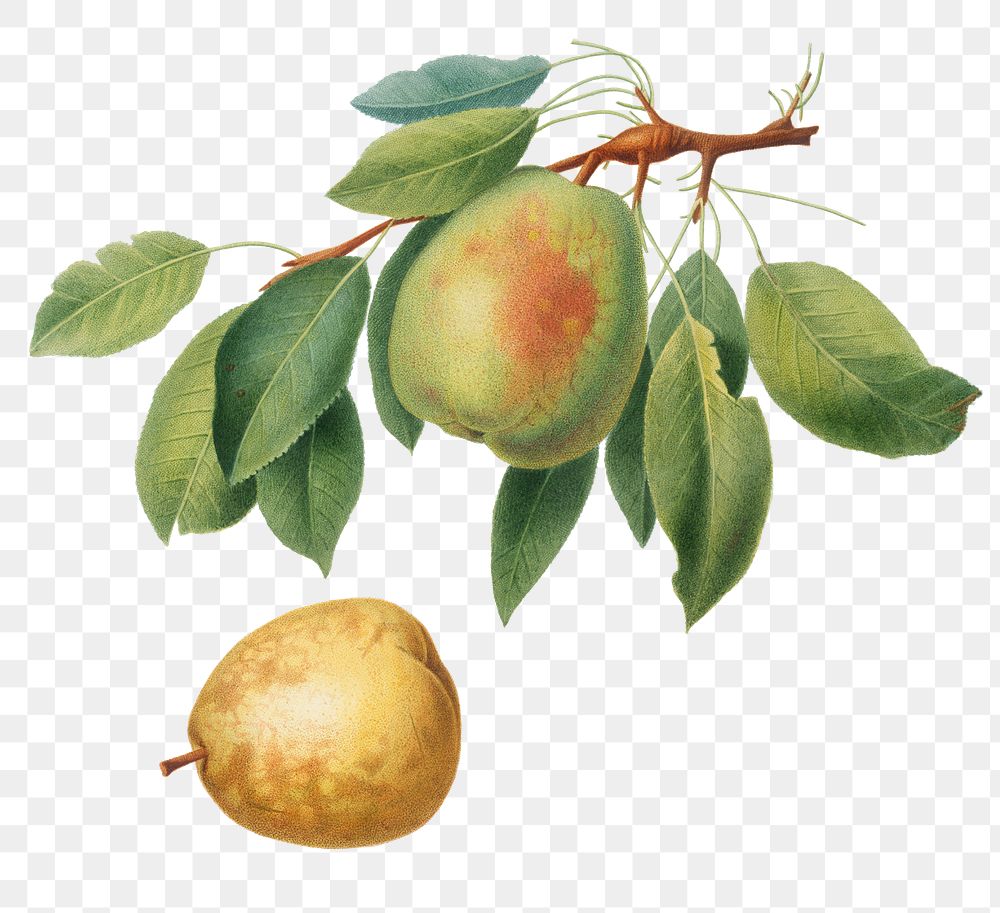 Hand drawn pear fruit design element
